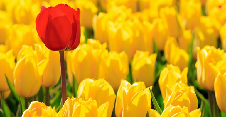 Yellow tulips and one red standing out of the crowd.